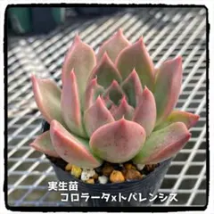 2025年最新】錦玉園の人気アイテム - メルカリ