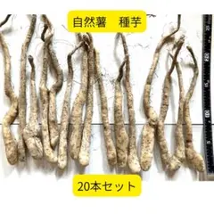 2026年最新】自然薯 種芋の人気アイテム - メルカリ