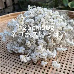 Item thumbnail for item dc21b73a-a91b-4a33-bb21-502f573b5c71