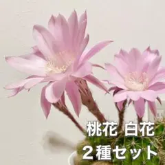 k様 48 リクエスト 2点 まとめ商品
