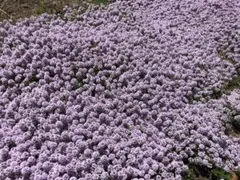 バンペイユ様 リクエスト 3点 まとめ商品