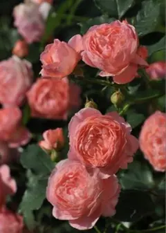 2026年最新】薔薇 大苗の人気アイテム - メルカリ