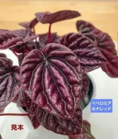 あるちゃん様専用‼️ペペロミアルナレッド 2株植え♡メルカリ便発送
