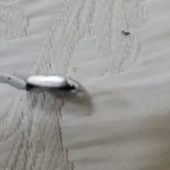 Item thumbnail for item 336a66f7-70e0-4a94-8cad-8083f97b84b9