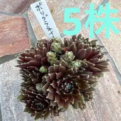 多肉植物 ポリグラネイト センペルビウム - メルカリ