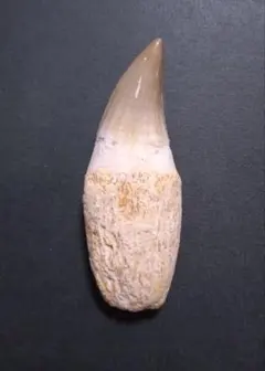 2025年最新】モササウルス 歯 化石の人気アイテム - メルカリ 歯根付き