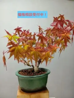 枝垂れモミジ 良株 紅葉 樹木 落葉樹 苗木 盆栽 レア 山取り シンボル