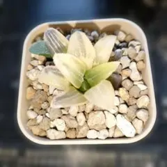 ハオルチア 藍光ピグマエア錦 抜き苗発送