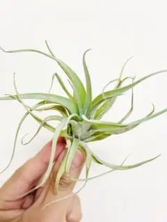 正規タグ付き バードロックシンメトリー×イオナンタ・ロン(tillandsia