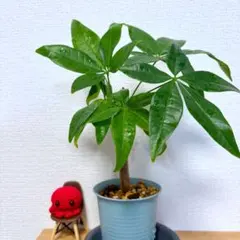 あっちゃん様専用【福根121】深緑の蓮2実生パキラ★ぷっくり根元の希少株！