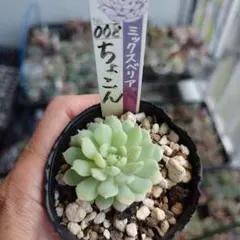 多肉植物 ミックスベリア 苔生す 抜き苗 おらいさん苗 青札 - メルカリ