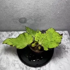 MS008 フィロデンドロン・セローム・斑入り 希少品種 観葉植物 3株