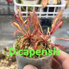 きんにくん様 リクエスト 3点 まとめ商品