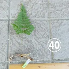 トキワシノブ 苗 根付き 観葉植物