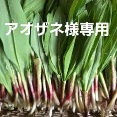 アオザネ様専用！北海道産天然行者ニンニク1kg