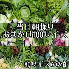 当日朝採り野菜詰め合わせ☆おまかせ野菜セット100サイズ産地直送