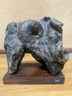 アンモナイト化石 約10cm 2025年最新】アンモナイト 約10cmの人気アイテム - メルカリ