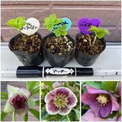 初売り特価　31　 ★クリスマスローズ★　2018年発芽苗　8ポットセット　　9ｃｍポット植え　　 草花・野菜 \u003e 宿根草 \u003e 五十音別 \u003e カ \u003e クリスマスローズ