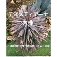 2026年最新】デスメティアーナの人気アイテム - メルカリ