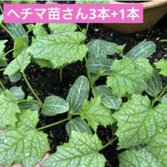 ヘチマ苗3本+予備1本のサムネイル