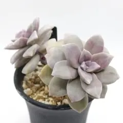 まっさん様 リクエスト 3点 まとめ商品