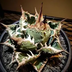 2025年最新】チタノタ ブツブツの人気アイテム - メルカリ