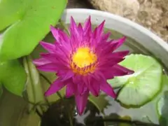 熱帯スイレン ミロク 発芽バルブ No. 9 ／ 熱帯睡蓮 - メルカリ