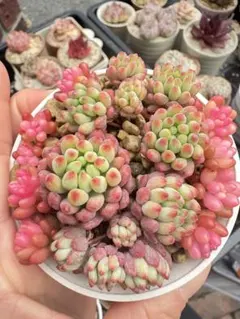 2026年最新】レッドベリー錦の人気アイテム - メルカリ