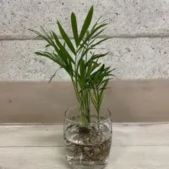 早い者勝ち‼️【❤️人気観葉植物❤️】テーブルヤシ　５株　水耕栽培のサムネイル