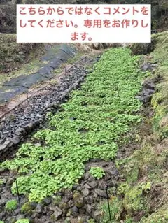 新鮮な山葵（わさび）葉