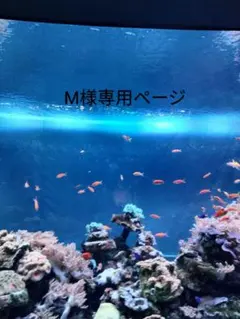 M様専用ページ
