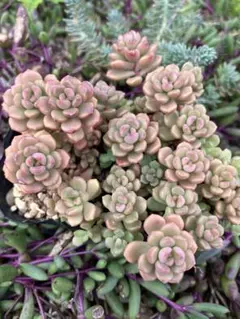 そらのママ様 リクエスト 2点 まとめ商品