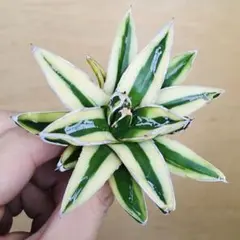 2026年最新】笹の雪錦の人気アイテム - メルカリ