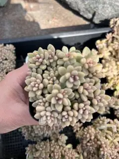 nonohana0323様 リクエスト 2点 まとめ商品