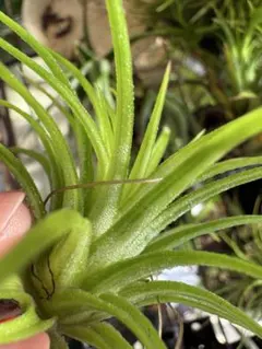 2025年最新】イオナンタ バリエガータの人気アイテム - メルカリ