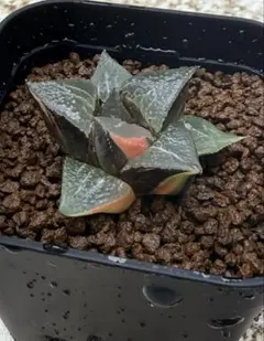 先行出品後にオークション　ハオルチア コレクタ 酒呑童子錦 糊斑 15 先行出品 後にオークション ハオルチア コレクタ 酒呑童子錦 糊