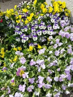 さくら様 リクエスト 4点 まとめ商品