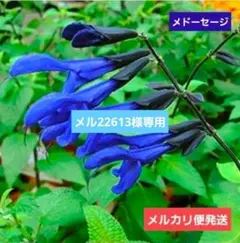 2026年最新】サルビア・ガラニチカの人気アイテム - メルカリ