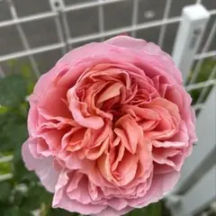 バラ苗　バラ挿し木苗　ダム⑤