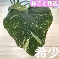 2025年最新】monstera legacyの人気アイテム - メルカリ