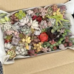 カット苗　多肉植物　朝摘み　ぷりぷり　多肉弁当　詰め合わせ　寄せ植え　ネコポスのサムネイル