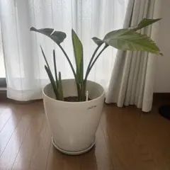 23【ストレリチア（オーガスタ）約150cm】大型観葉植物｜西海岸インテリア｜ 23【ストレリチア（オーガスタ）約150cm】大型観葉植物｜西海岸