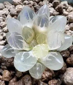 c*o様 多肉植物　ハオルチア　霓虹燈オブツーサ錦　糊斑　超美品