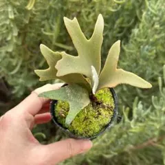 2026年最新】willinckii jennyの人気アイテム - メルカリ