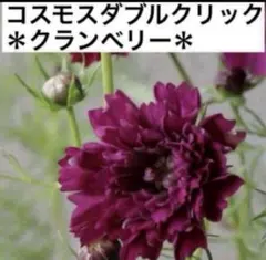 もころん様 リクエスト 5点 まとめ商品