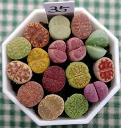 多肉植物リトープス/コノフィツム　高級品種入り　カラフルセット　土付き　S35のサムネイル