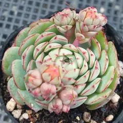 ★リトルレッドボート①★抜き苗★エケベリア★多肉★多肉植物★寄せ植え★