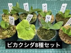 ビカクシダ アソートセット 8株 胞子培養 トトロ含む - メルカリ