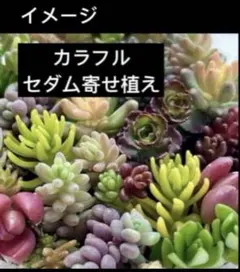 ちぇり－様専用