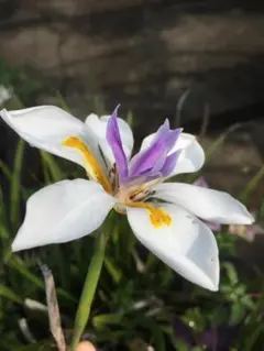 2025年最新】苗の人気アイテム - メルカリ